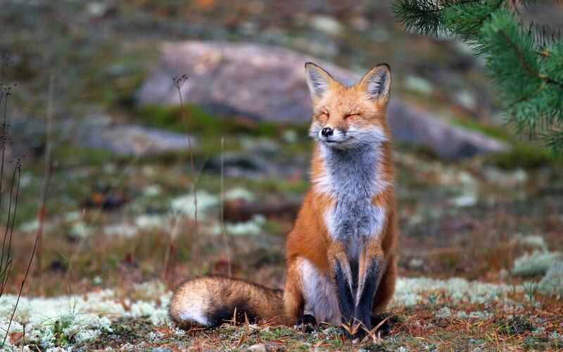 Red Fox Sitting — Orange, Serene
