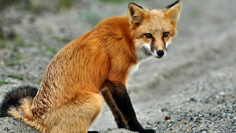 Red Fox Sitting — Orange