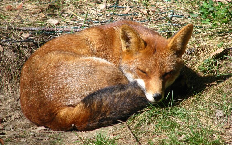 Red Fox Sleeping — Brown, Peaceful, Afternoon