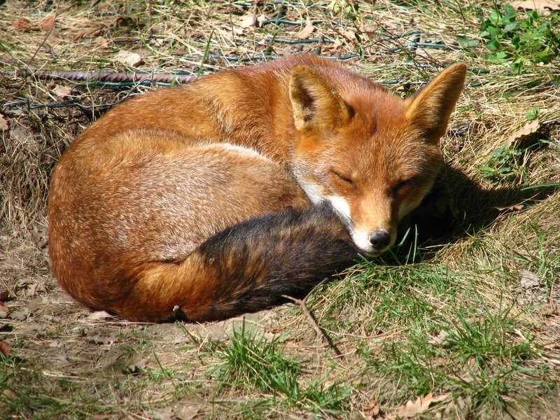 Red Fox Sleeping — Brown