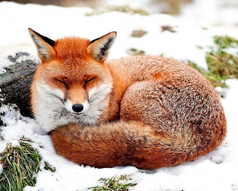 Red Fox Sleeping in Snow