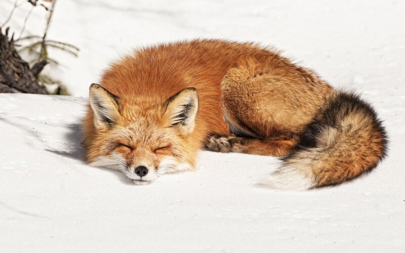 Red Fox Sleeping in Snow — White, Peaceful