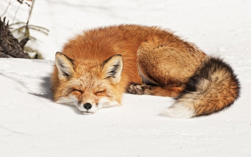 Red Fox Sleeping in Snow — White