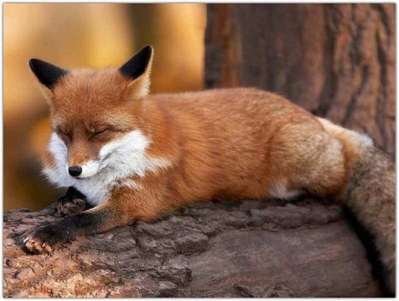 Red Fox Sleeping — Orange