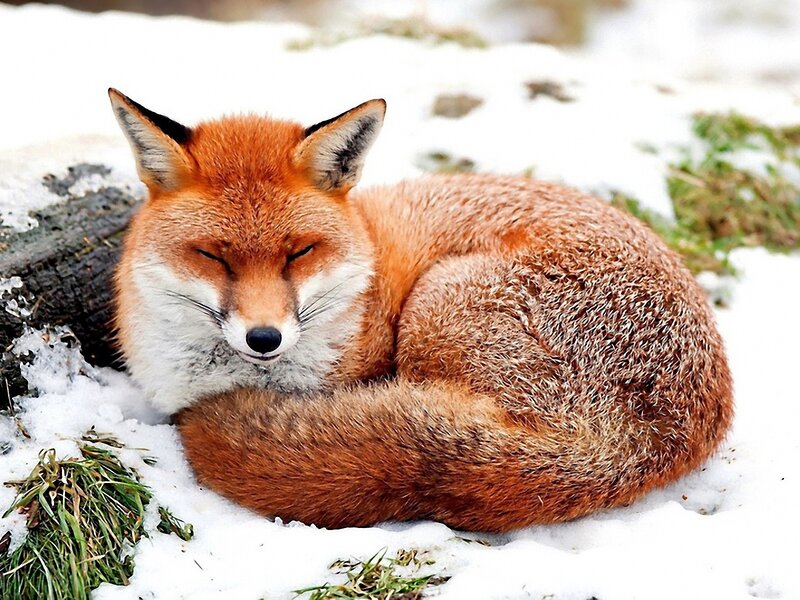 Red Fox Sleeping