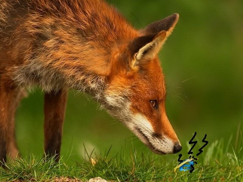 Red fox sniffing grass