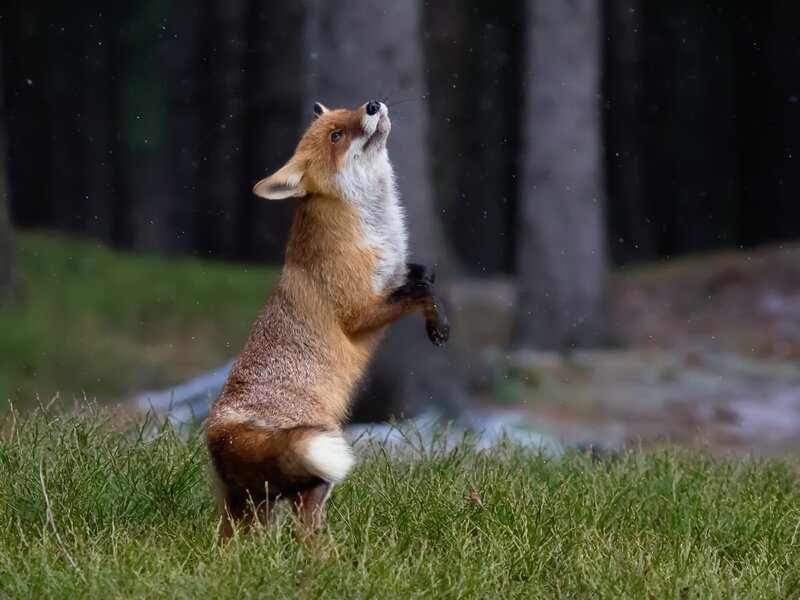 Red Fox Standing — Green