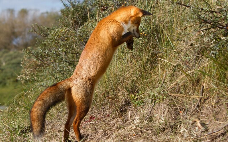 Red Fox Standing — Orange, Natural, Afternoon