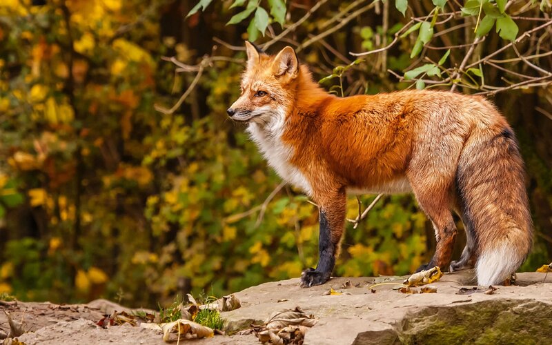 Red Fox Standing — Orange