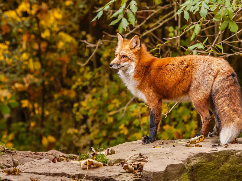 Red Fox Standing