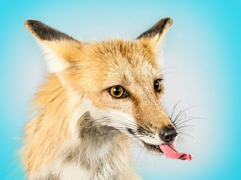 Red Fox Sticking Out Tongue
