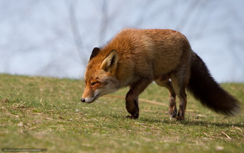 Red Fox Walking — Brown, Calm