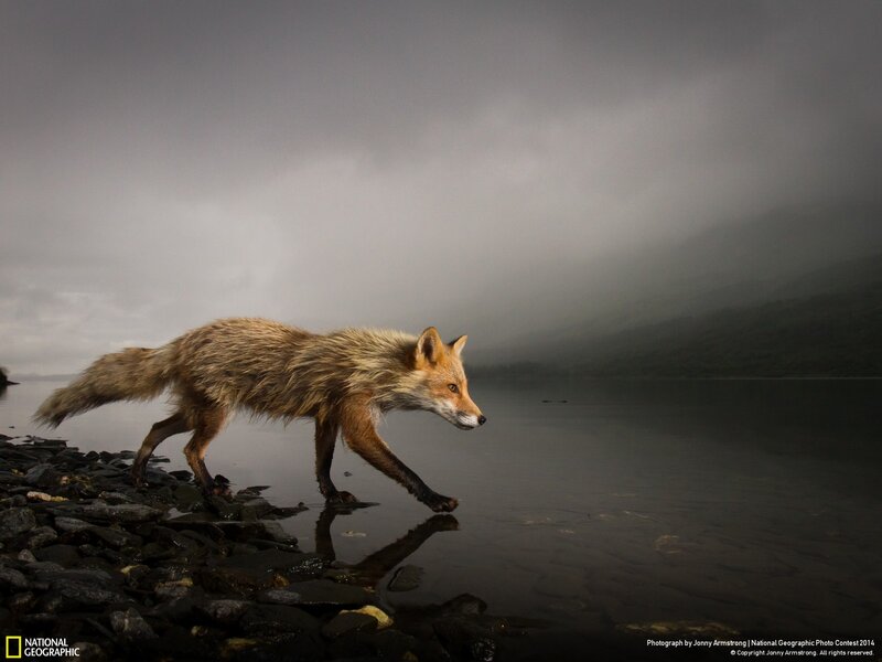 Red Fox Walking — Brown, Dramatic