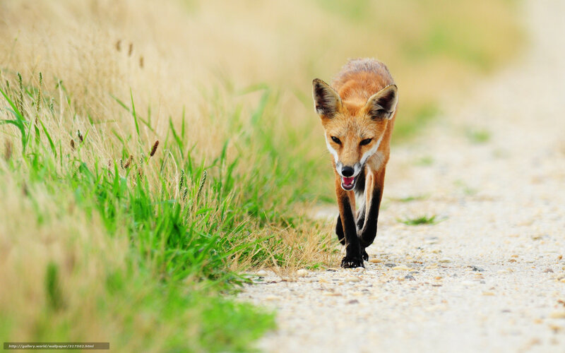 Red Fox Walking — Brown, Natural