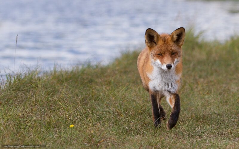 Red fox walking by water