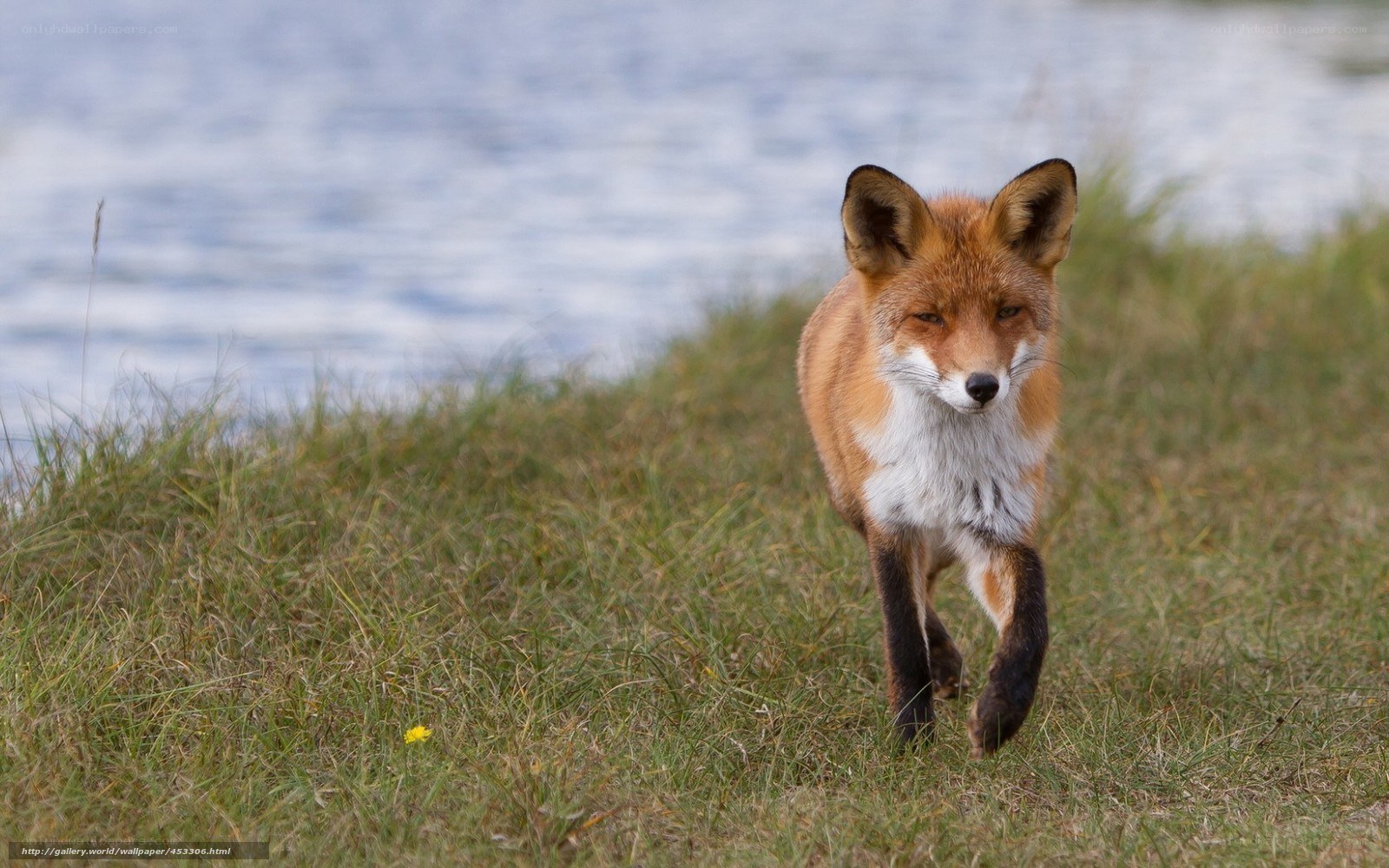 Red fox walking by water