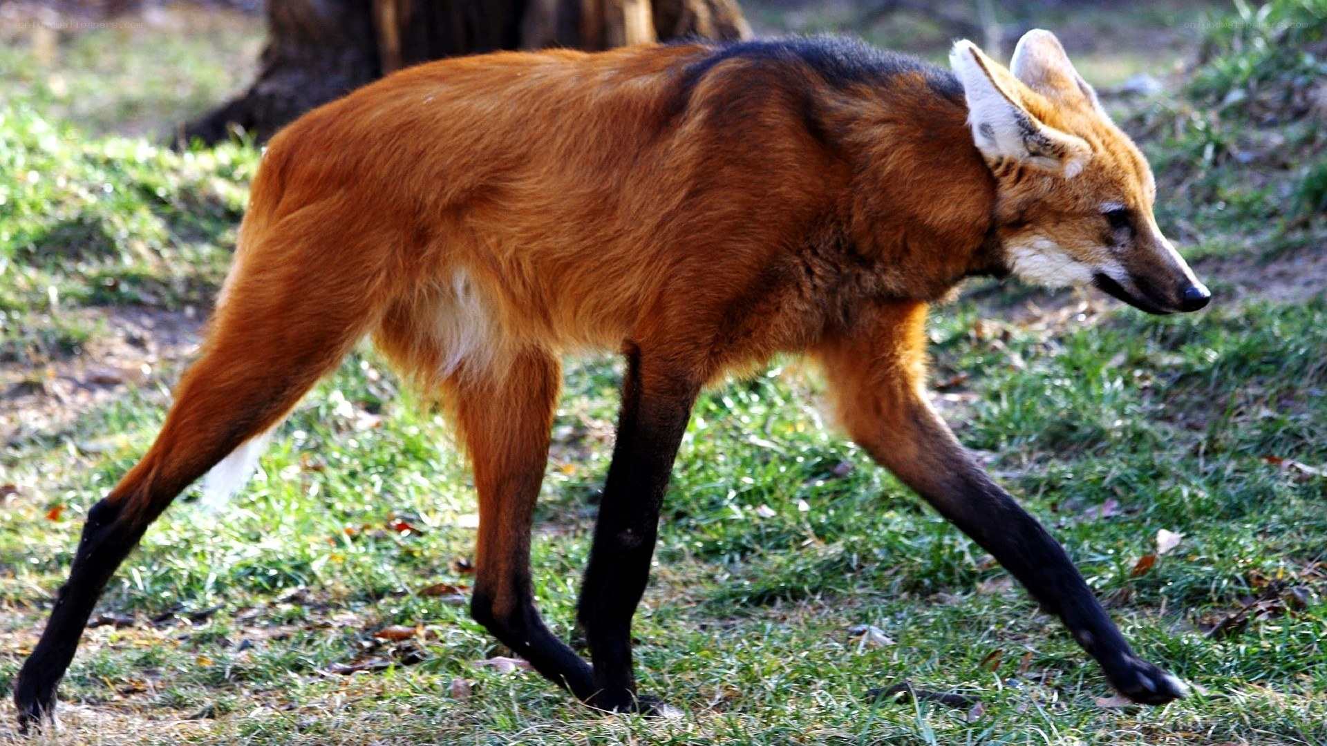 Red fox walking in grass