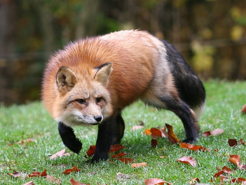 Red Fox Walking — Natural