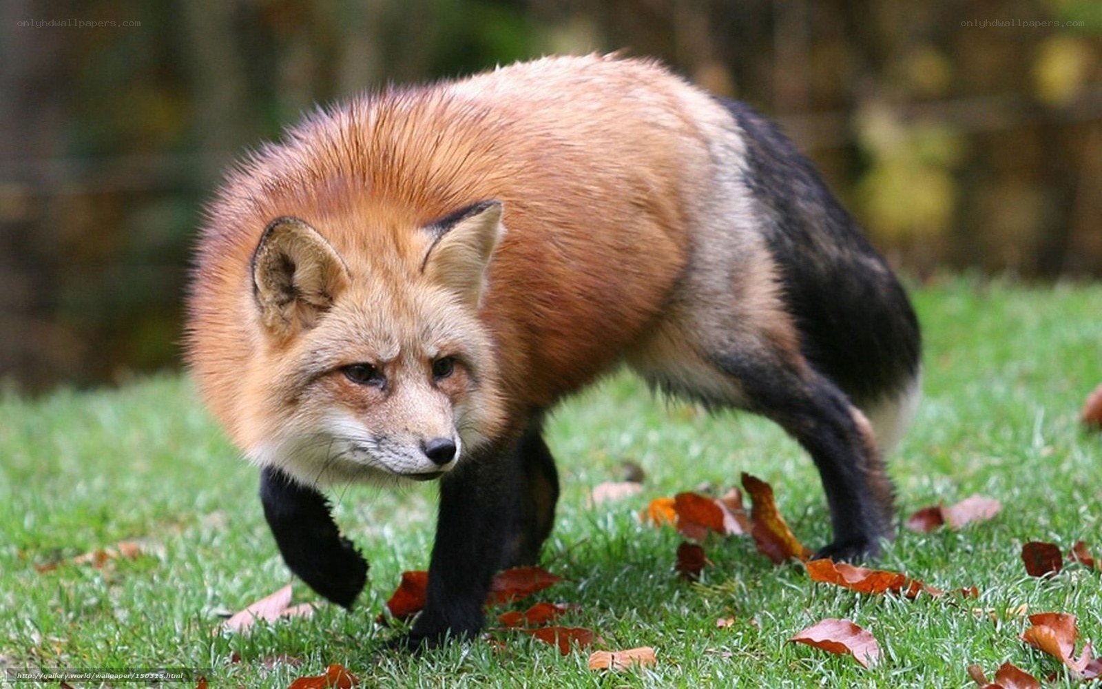 Red fox walking on grass
