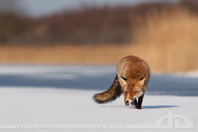 Red Fox Walking on Snow