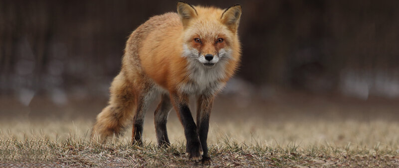 Red Fox Walking — Orange, Alert