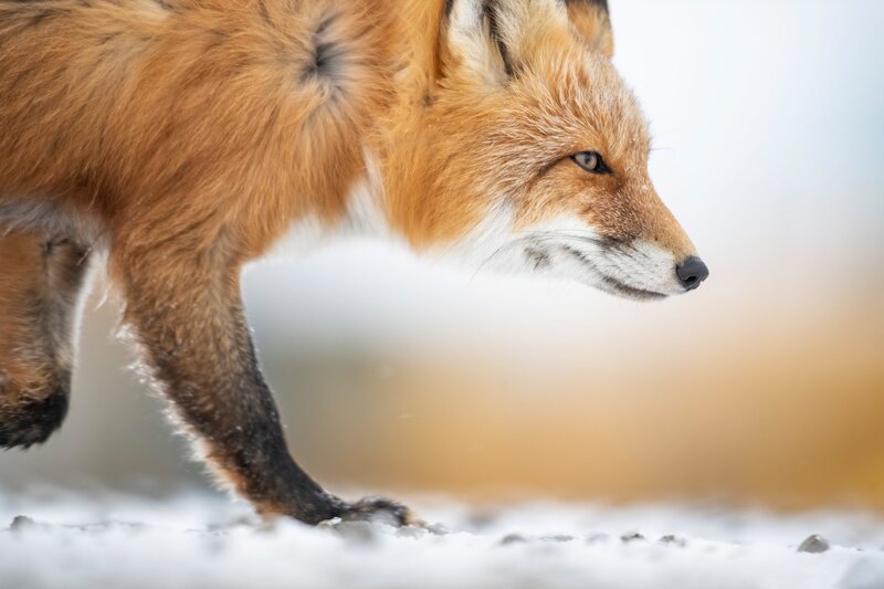 Red Fox Walking — Orange