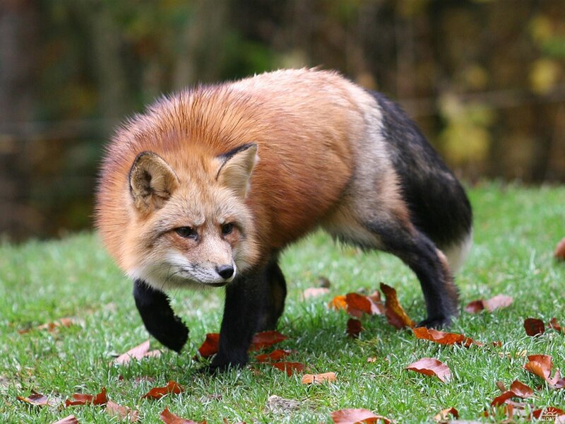 Red Fox Walking