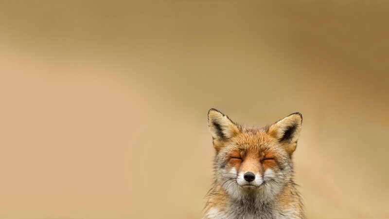 Red Fox with Closed Eyes — Brown, Calm