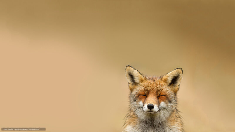 Red Fox with Closed Eyes — Brown