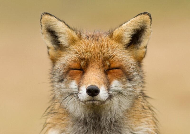 Red Fox with Closed Eyes — Orange