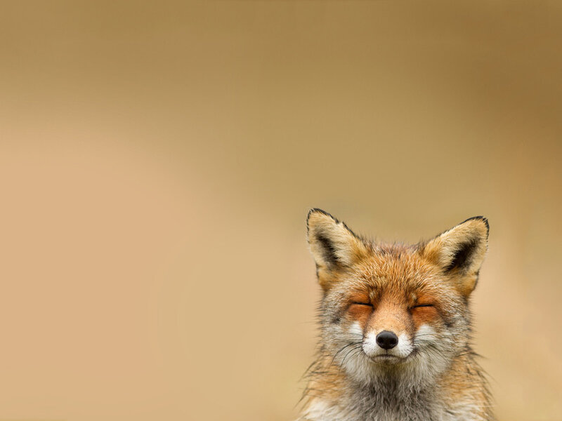 Red Fox with Closed Eyes