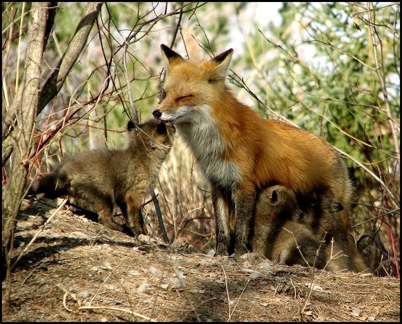 Red Fox with Kits
