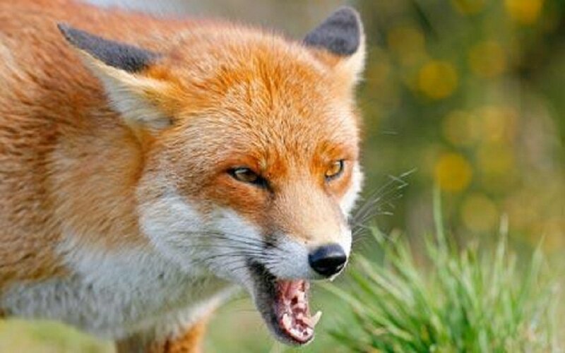 Red Fox with Open Mouth — Orange, Alert