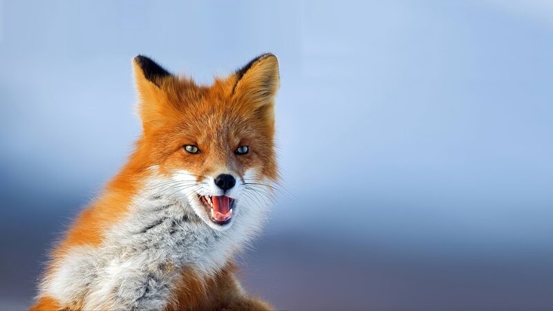 Red Fox with Open Mouth — Orange, Intense