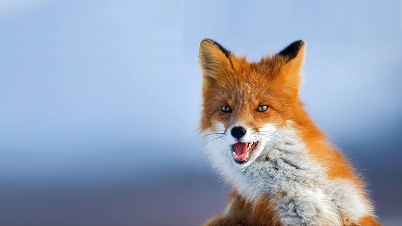 Red Fox with Open Mouth — Orange, Intense, Winter