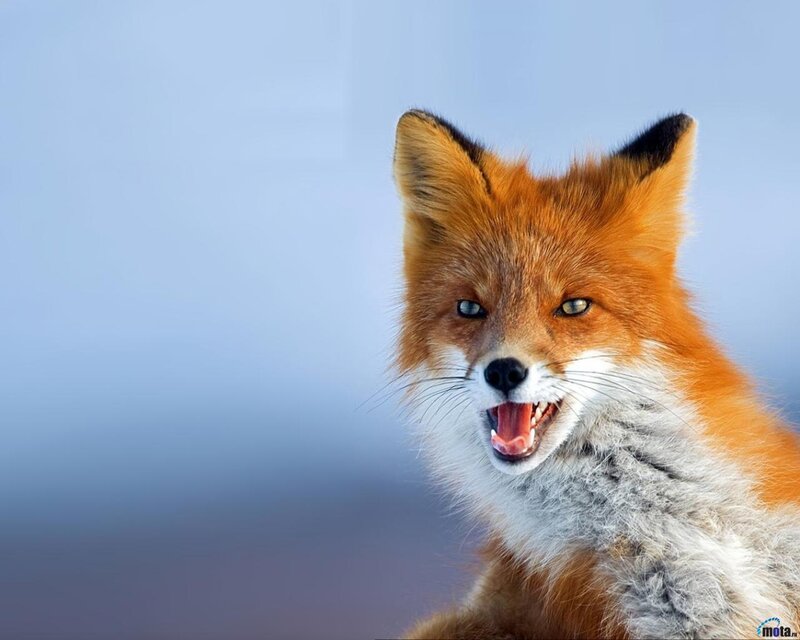 Red Fox with Open Mouth — Orange