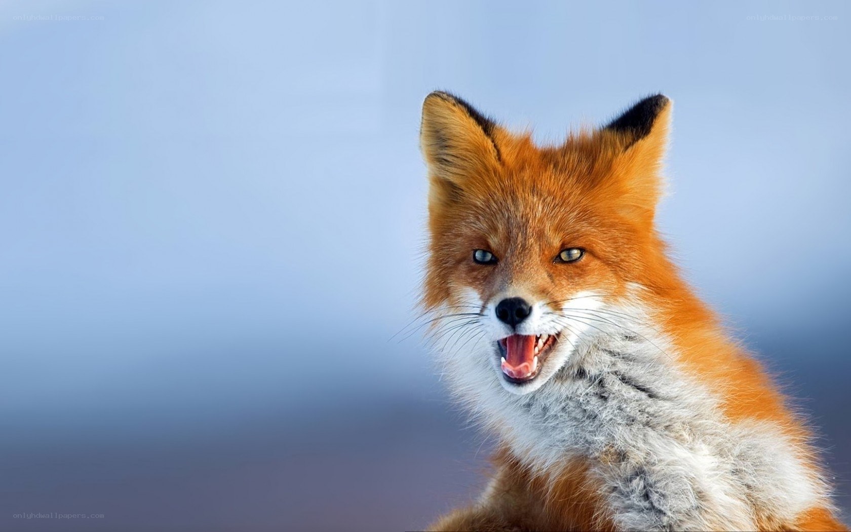 Red fox with open mouth