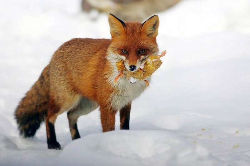 Red Fox with Prey