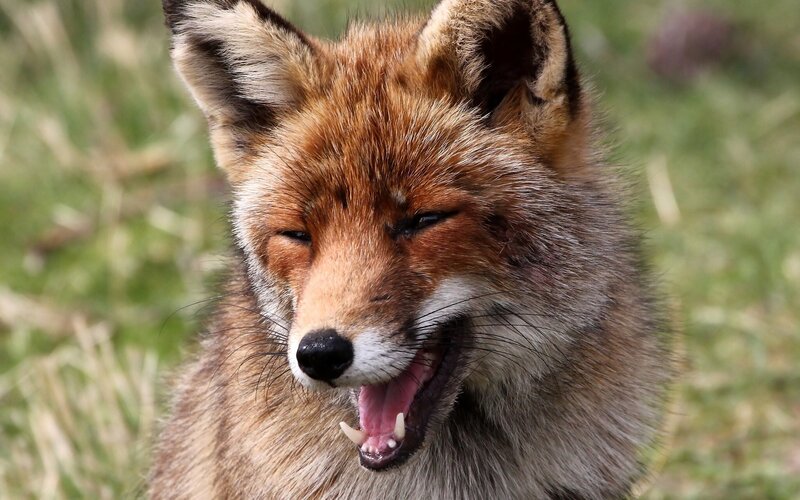 Red Fox Yawning — Brown, Calm, Afternoon, Photograph, Grass, Open Mouth