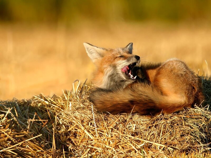 Red Fox Yawning — Brown, Calm, Afternoon
