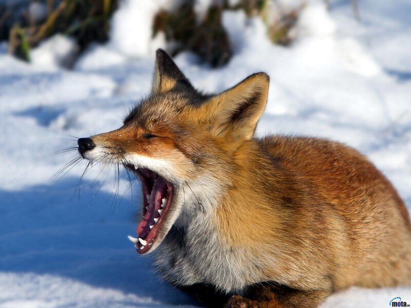 Red Fox Yawning — Brown, Calm
