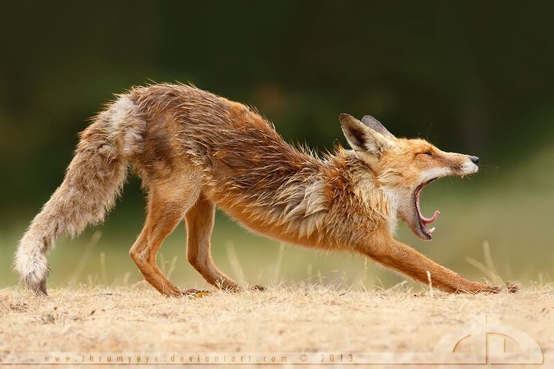 Red Fox Yawning — Brown, Natural, Afternoon