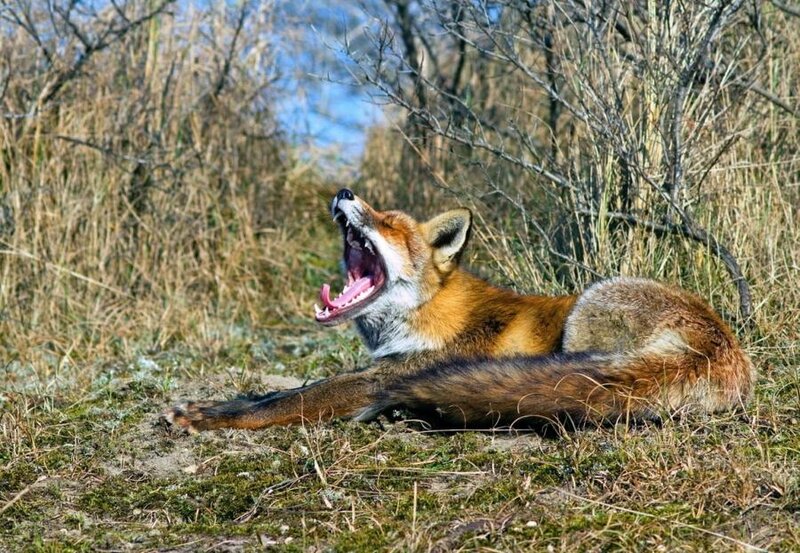 Red Fox Yawning — Brown, Natural