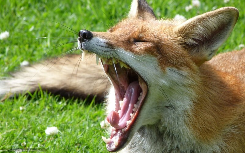 Red Fox Yawning — Green