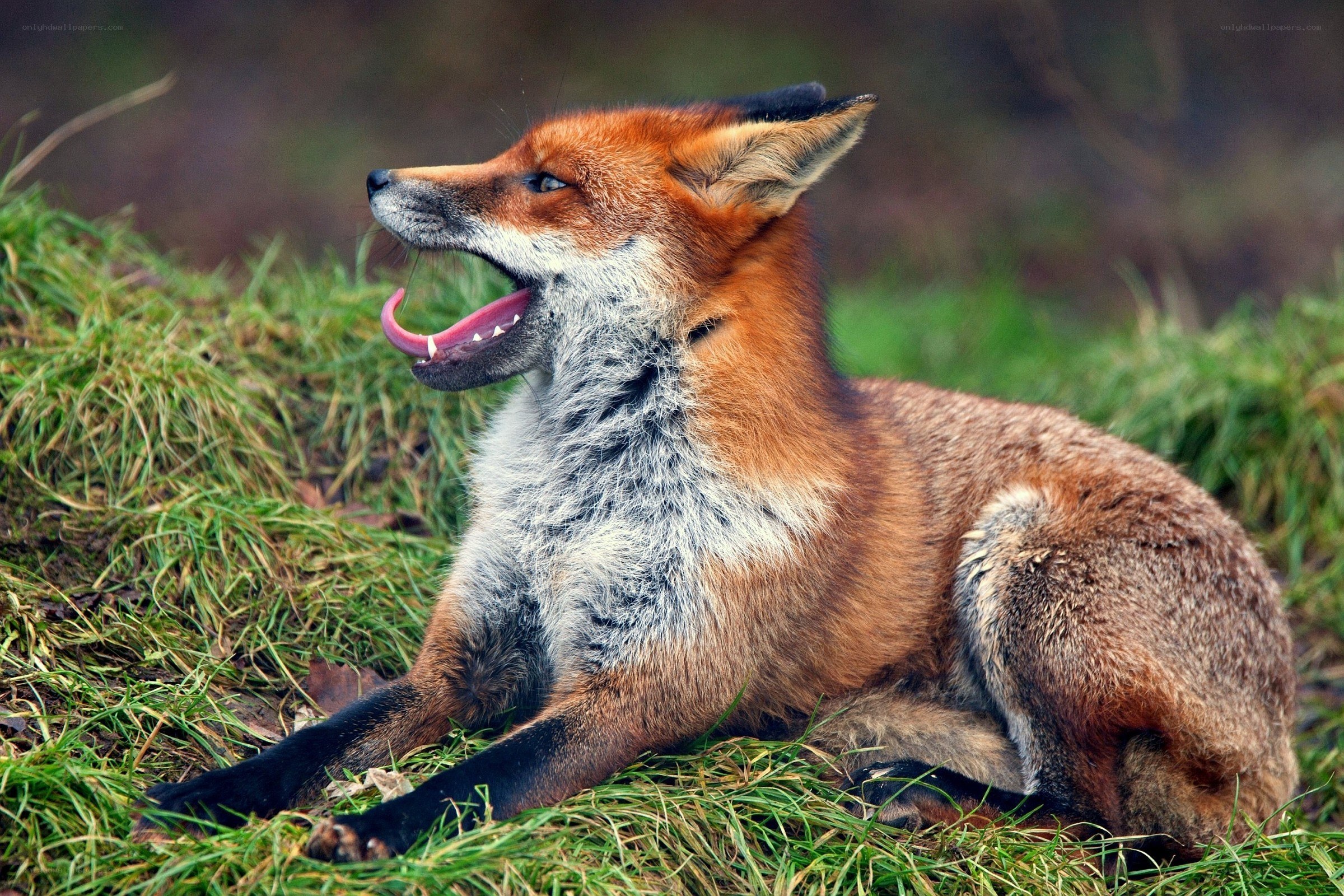 Red fox yawning in grass
