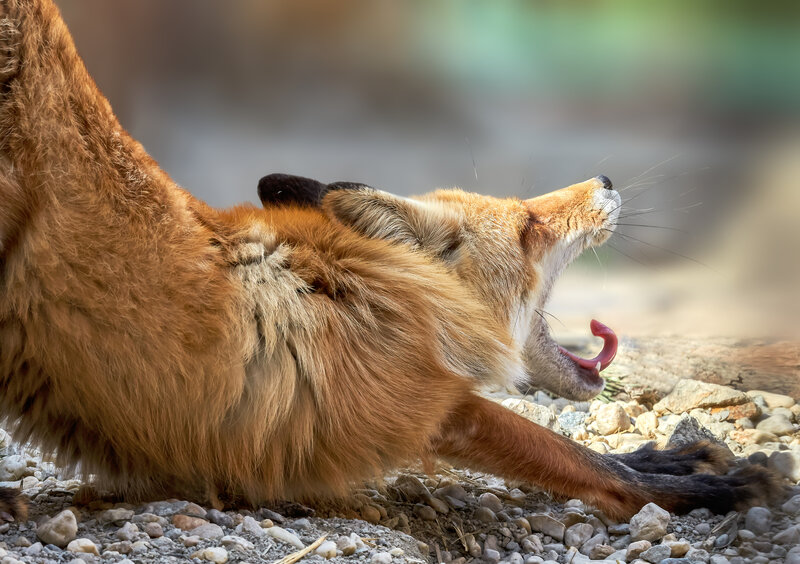 Red Fox Yawning — Orange, Calm, Afternoon