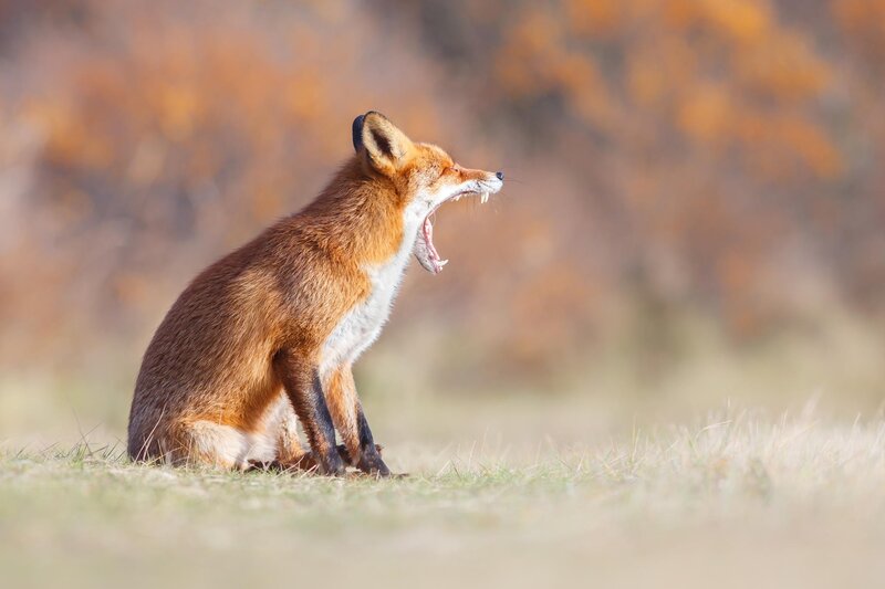 Red Fox Yawning — Orange, Calm, Autumn
