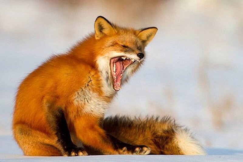 Red Fox Yawning — Orange, Calm