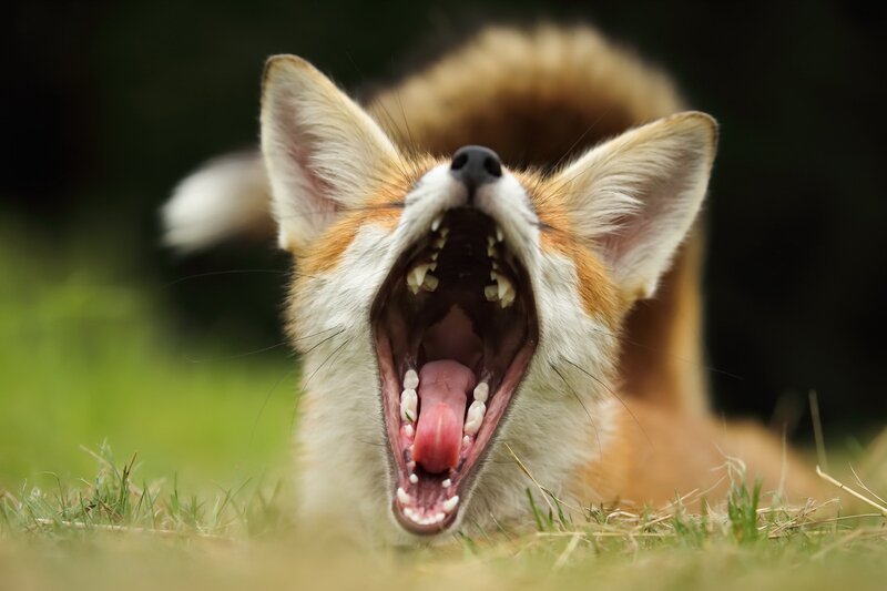 Red Fox Yawning — Orange, Natural, Afternoon