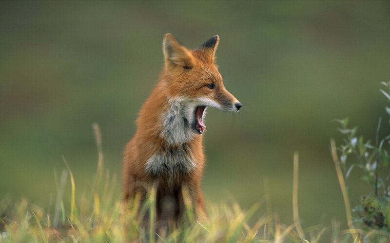 Red Fox Yawning — Orange, Natural